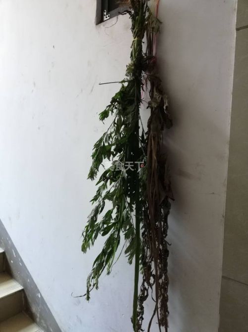 ����ڷ��׵���Ҫ� ������Щϰ��