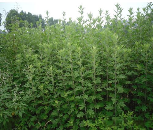 端午节风俗的主要活动 都有哪些习俗