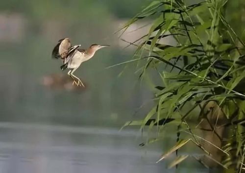 ������Ǽ��¼��� ����ԭͶ���޽���ʼ��ϰ��