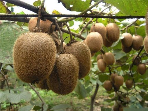 秦始皇派谁去日本找长生不老药是真的吗 徐福东渡故事简介