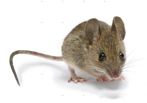 家里有老鼠怎么能彻底消灭 想除根真的很难的