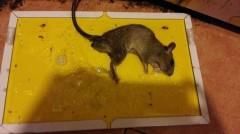 家里有老鼠怎么能彻底消灭 想除根真的很难的