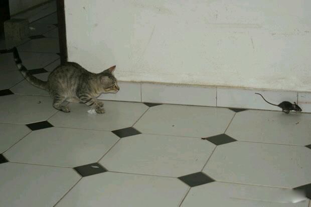 家里有老鼠怎么能彻底消灭 想除根真的很难的