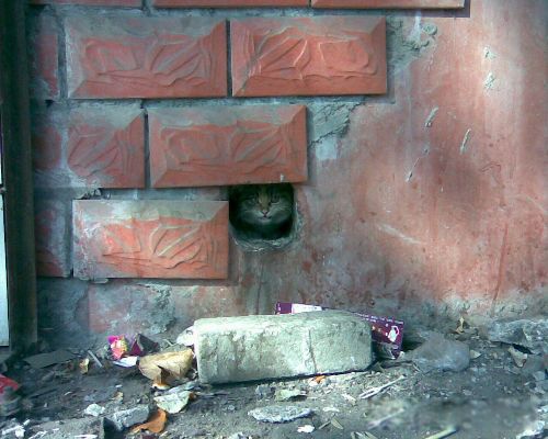 家里有老鼠怎么能彻底消灭 想除根真的很难的