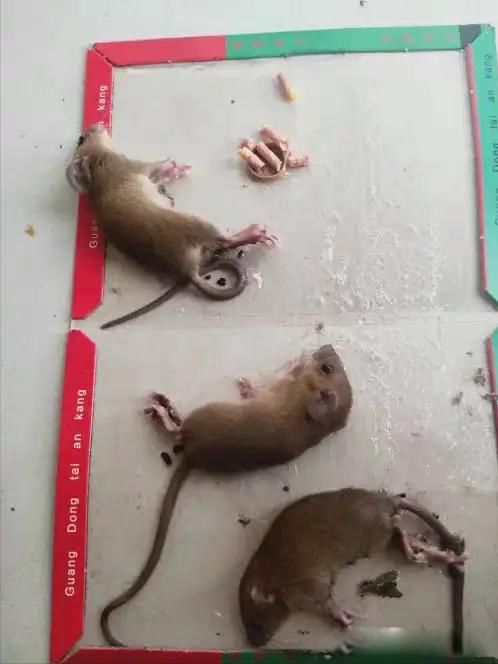 老鼠怎么消灭最有效的办法 对付它的办法无非几种