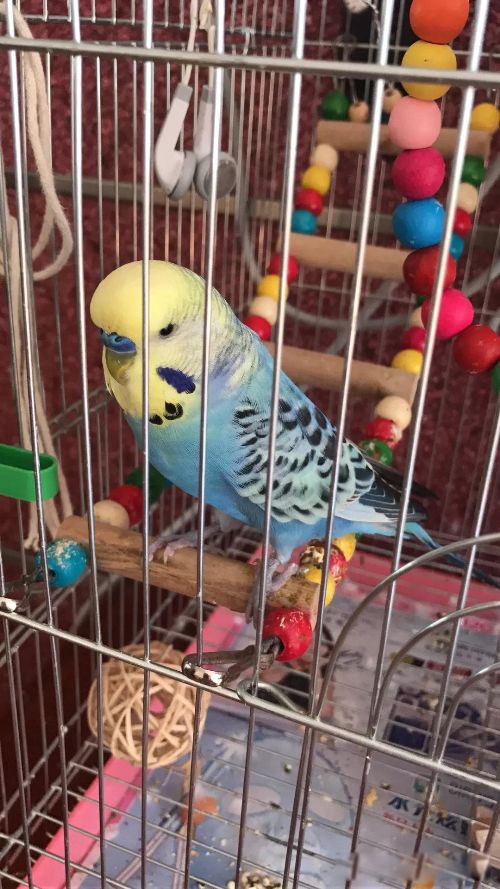 ����ħ��ʲô��˼ ���ֺ���Ҹ�ĸ�Ľ����ֲ���