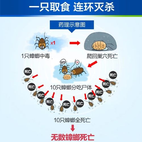 家里有蟑螂怎么办能除根 总结的几条生活小妙招
