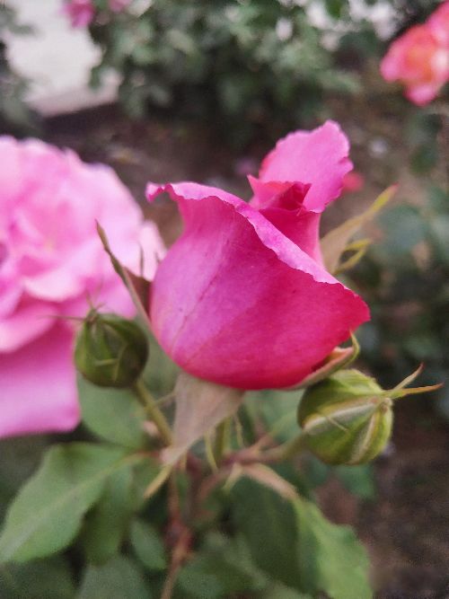 凤凰男什么意思啊 优质凤凰男值得嫁吗