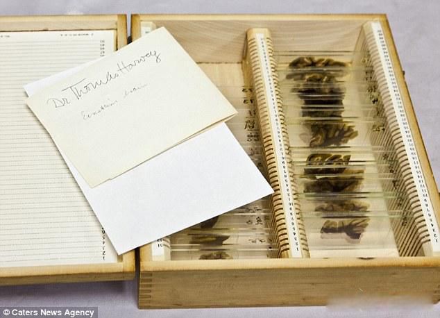 ����˹̹�Ĵ��Ա��г�240�� ������Ƭ�ж���ǧ��