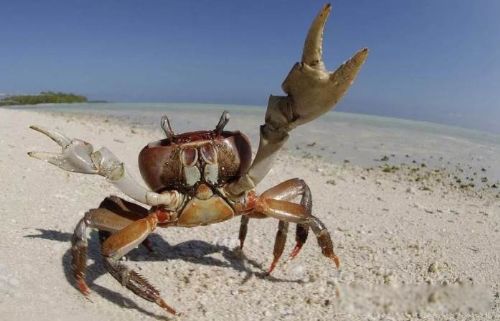 �зŮΪɶ����Ȣ ����Ȣ�зŮ�ĺ��