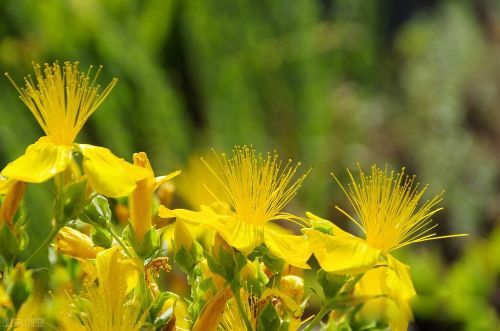 ���˼�ͥ���˻����� �������Ķ��˱ȵ�����������ǿ