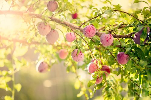 ���˼�ͥ���˻����� �������Ķ��˱ȵ�����������ǿ