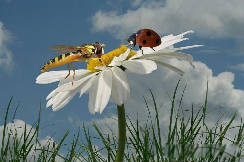 ���˼�ͥ���˻����� �������Ķ��˱ȵ�����������ǿ