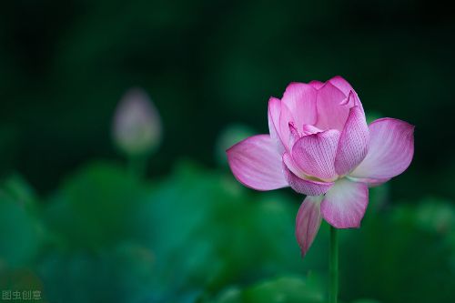 粗柳簸箕细柳斗,世上谁嫌男人丑啊是谁说的话 二师兄给女人的择婿建议