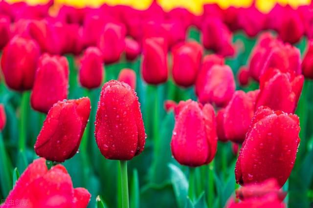 �˵�����,��ȸ���(�ܾ���) �����ҵ�ɧ���ֹ�һ��