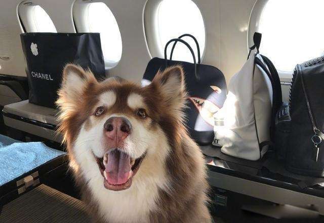 秦奋和王斯聪谁厉害 沪上皇的外号可不是盖的