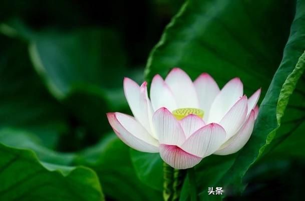 人法地,地法天,天法道,道法自然是什么意思 逐层解释如下