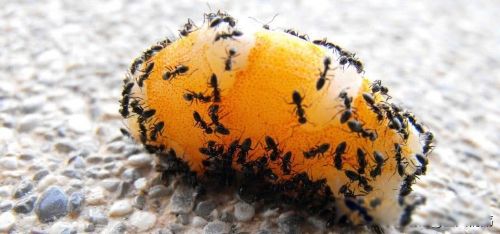 ŵ�Ƿ�����ʲô��˼ ʥ���ϼ�����һ�Ҵ�