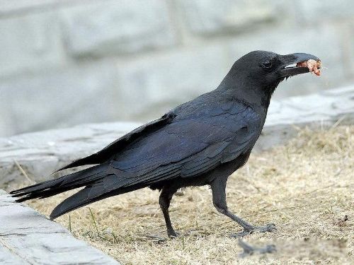 ŵ�Ƿ�����ʲô��˼ ʥ���ϼ�����һ�Ҵ�