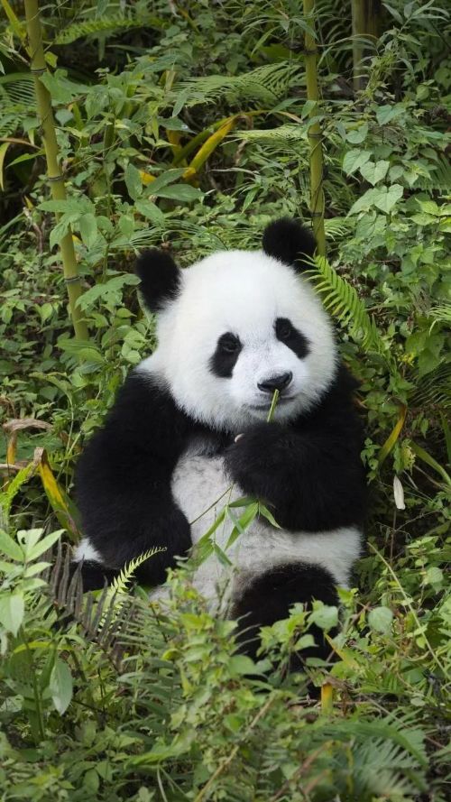 ������ʲô��˼ �����ֿ���ƭǮ