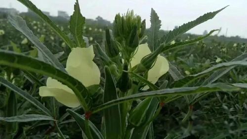 网上螃蟹女是什么意思 腿多会劈腿钳子会抓钱