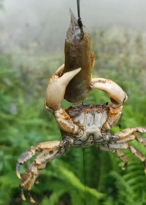 �зŮ���� Ȣ��������Ů��ȷʵҲͦ��ù��