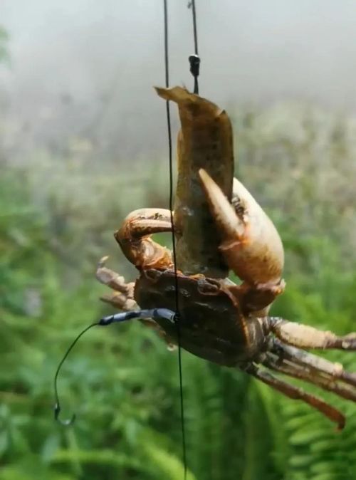 �зŮ���� Ȣ��������Ů��ȷʵҲͦ��ù��