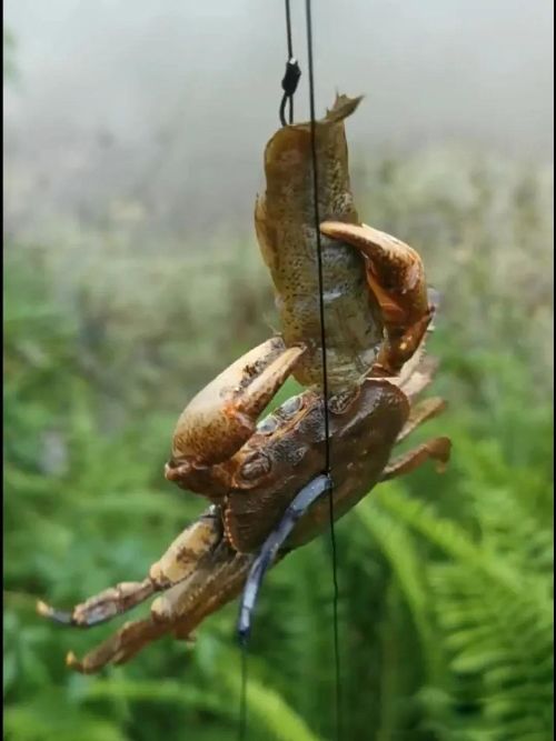 �зŮ���� Ȣ��������Ů��ȷʵҲͦ��ù��