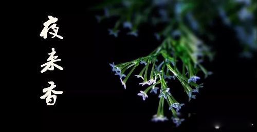 夜场女孩最终归宿 花姐曾经坠落风尘的故事