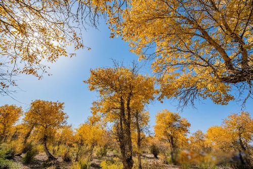 ƶ������������,������ɽ��Զ��ʲô��˼ ÿ���˶�����ʵ