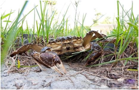 ��һ�����з������ʲô��˼ ˭�ǵ�һ�����з����