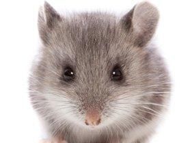 ������ô��������Ч�İ취 һֻè���԰���������������