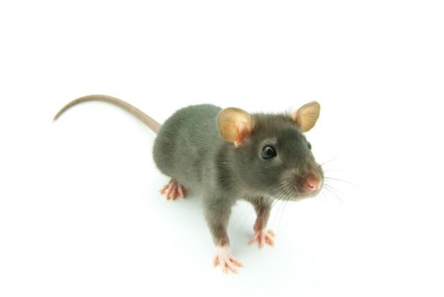 ������ô��������Ч�İ취 һֻè���԰���������������