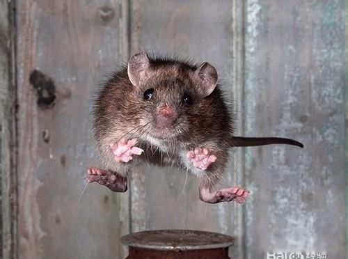 ������ô��������Ч�İ취 һֻè���԰���������������