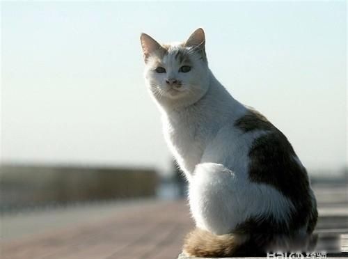 ������ô��������Ч�İ취 һֻè���԰���������������