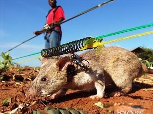 ������ô��������Ч�İ취 һֻè���԰���������������