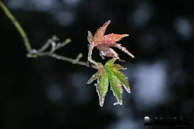九江庐山的雪景怎么样 最好是挑冷空气南下的时候