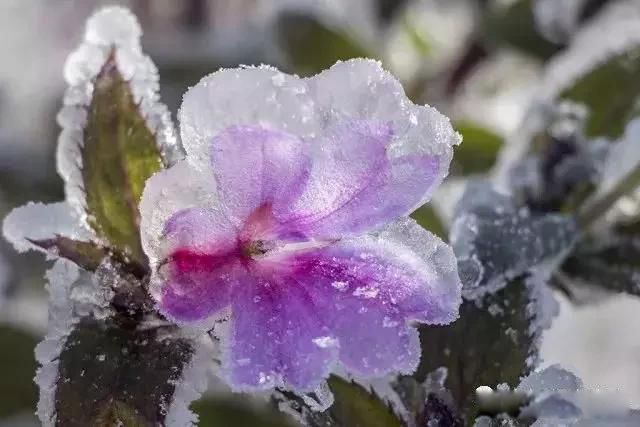 九江庐山的雪景怎么样 最好是挑冷空气南下的时候