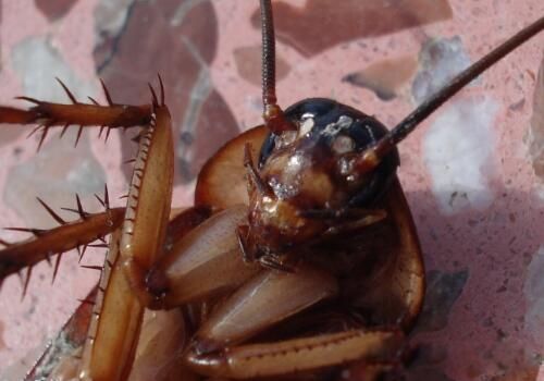 蟑螂怎么消灭最干净彻底的方法 最有效的方法有哪些