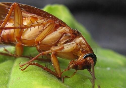 蟑螂怎么消灭最干净彻底的方法 最有效的方法有哪些