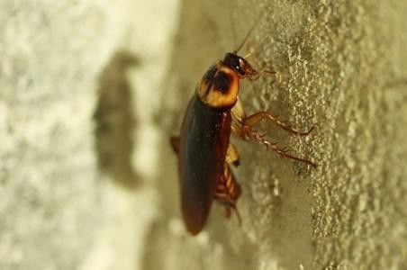 蟑螂怎么消灭最干净彻底的方法 最有效的方法有哪些