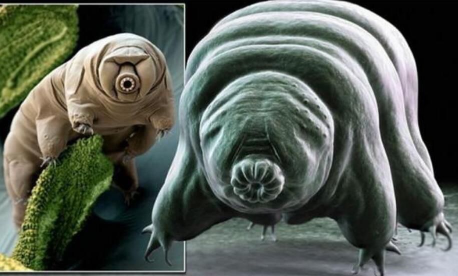 水熊虫真的杀不死吗为什么 它对人体有害吗