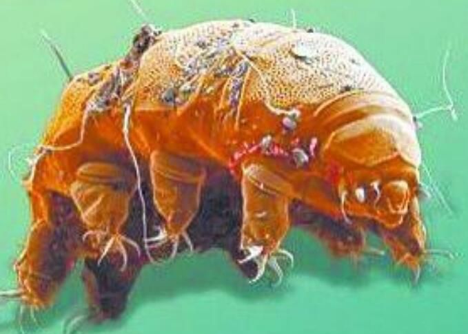 水熊虫真的杀不死吗为什么 它对人体有害吗