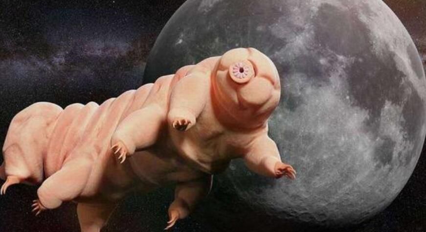 水熊虫真的杀不死吗为什么 它对人体有害吗