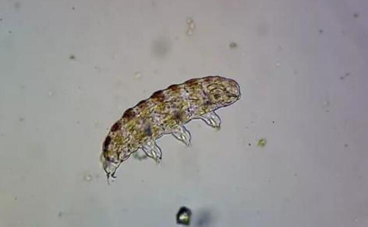 水熊虫真的杀不死吗为什么 它对人体有害吗