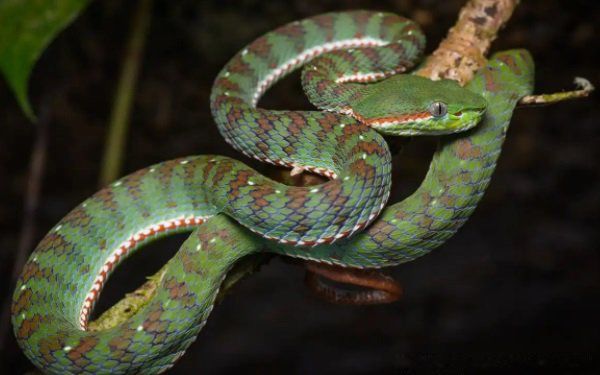 ��̫��2022����Ф��ʲô 2022�그̫�����Ф���ļ���