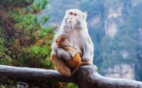 ��̫��2022����Ф��ʲô 2022�그̫�����Ф���ļ���