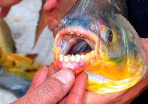 �⸹֬��ͼƬ��� ��غ��Ե�������ô����