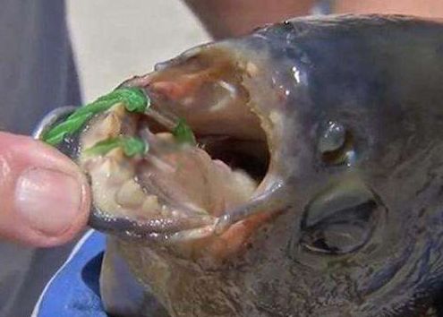 �⸹֬��ͼƬ��� ��غ��Ե�������ô����