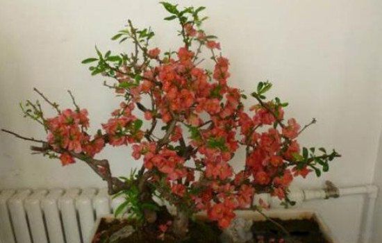 ���Ļ����������˵�� ���������Ļ�Ϊʲô������